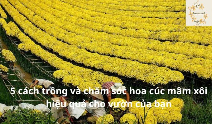 5 cách trồng và chăm sóc hoa cúc mâm xôi hiệu quả cho vườn của bạn