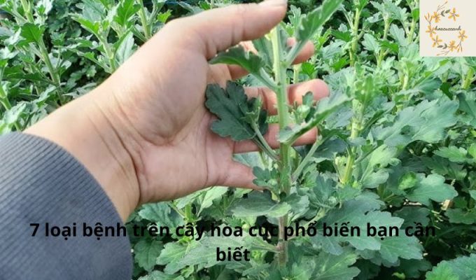 7 loại bệnh trên cây hoa cúc phổ biến bạn cần biết