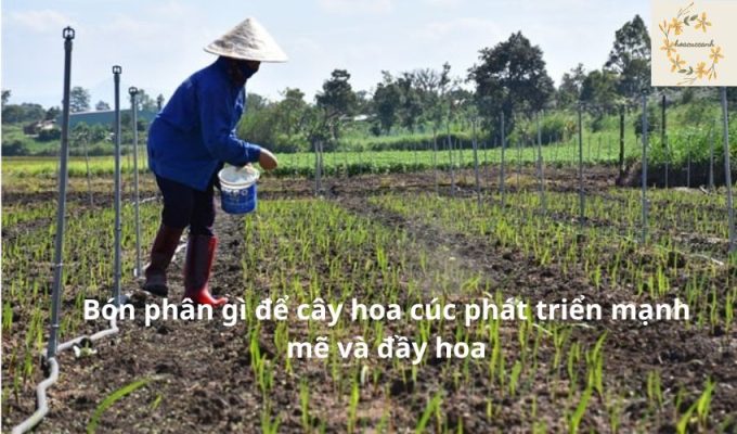 Bón phân gì để cây hoa cúc phát triển mạnh mẽ và đầy hoa