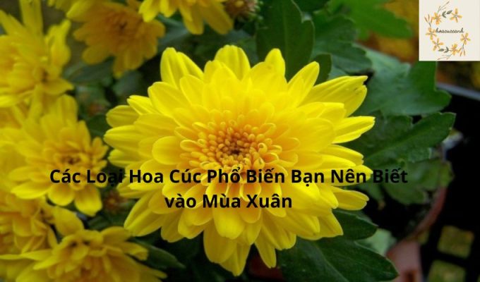 Các Loại Hoa Cúc Phổ Biến Bạn Nên Biết vào Mùa Xuân