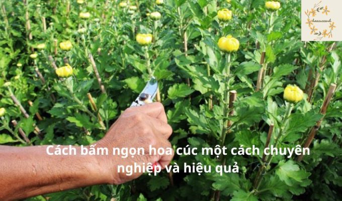 Cách bấm ngọn hoa cúc một cách chuyên nghiệp và hiệu quả