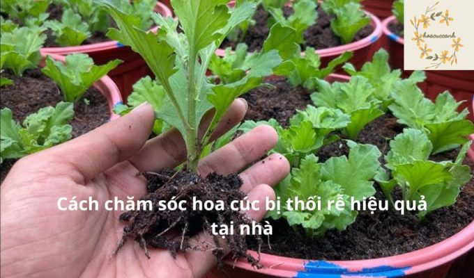 Cách chăm sóc hoa cúc bị thối rễ hiệu quả tại nhà