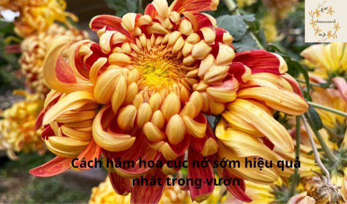 Cách hãm hoa cúc nở sớm hiệu quả nhất trong vườn