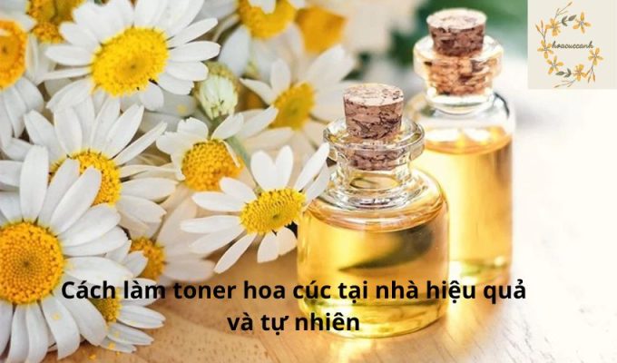 Cách làm toner hoa cúc tại nhà hiệu quả và tự nhiên