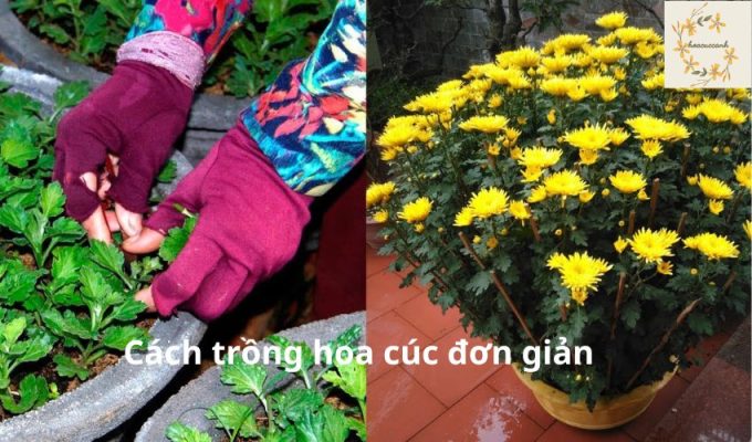 Cách trồng hoa cúc đơn giản và hiệu quả cho người mới bắt đầu