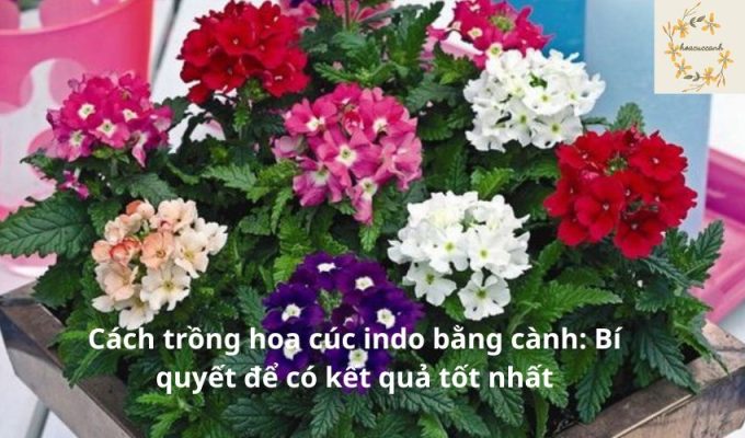 Cách trồng hoa cúc indo bằng cành: Bí quyết để có kết quả tốt nhất