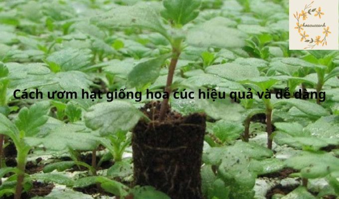 Cách ươm hạt giống hoa cúc hiệu quả và dễ dàng