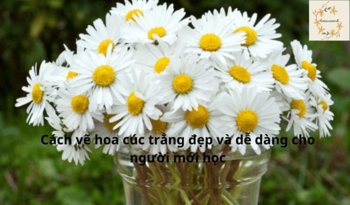 Cách vẽ hoa cúc trắng đẹp và dễ dàng cho người mới học