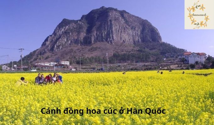 Cánh đồng hoa cúc ở Hàn Quốc: Vẻ đẹp tuyệt vời của thiên nhiên Hàn Quốc