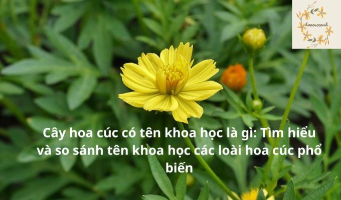 Cây hoa cúc có tên khoa học là gì: Tìm hiểu và so sánh tên khoa học các loài hoa cúc phổ biến