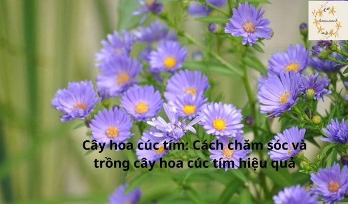 Cây hoa cúc tím: Cách chăm sóc và trồng cây hoa cúc tím hiệu quả