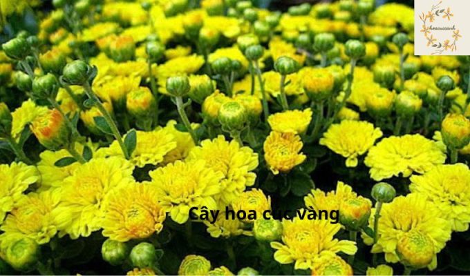 Cây hoa cúc vàng