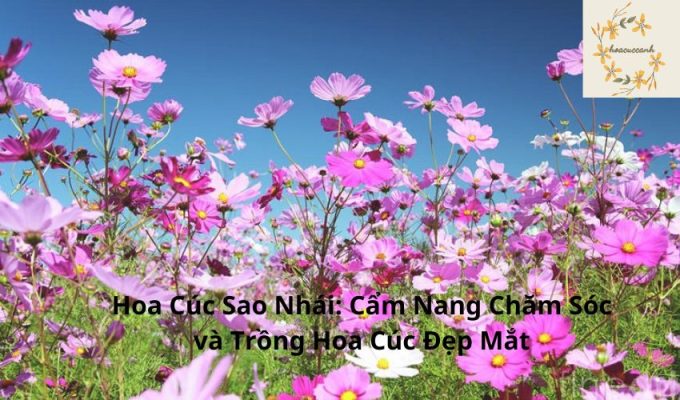 Hoa Cúc Sao Nhái: Cẩm Nang Chăm Sóc và Trồng Hoa Cúc Đẹp Mắt