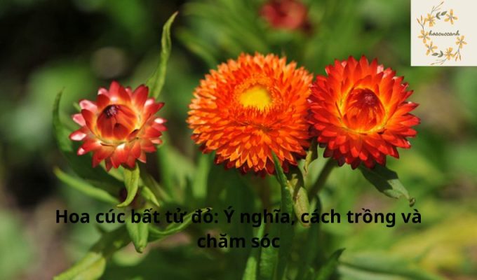 Hoa cúc bất tử đỏ: Ý nghĩa, cách trồng và chăm sóc