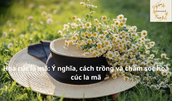 Hoa cúc la mã: Ý nghĩa, cách trồng và chăm sóc hoa cúc la mã