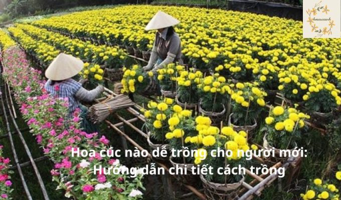 Hoa cúc nào dễ trồng cho người mới: Hướng dẫn chi tiết cách trồng