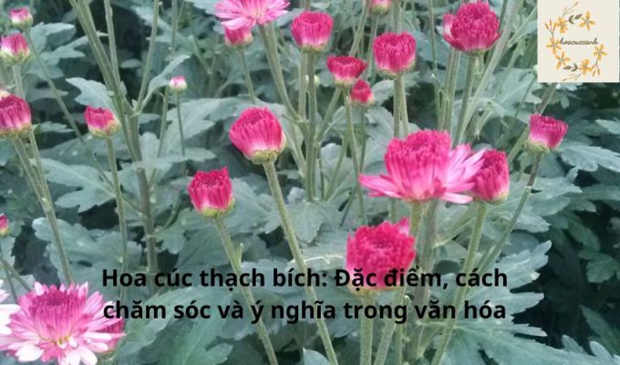 Hoa cúc thạch bích: Đặc điểm, cách chăm sóc và ý nghĩa trong văn hóa