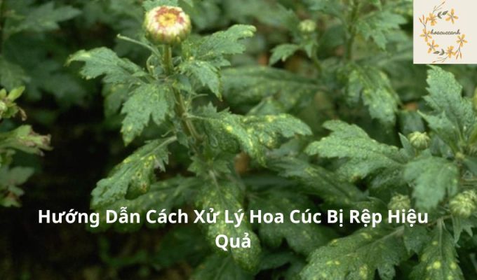 Hướng Dẫn Cách Xử Lý Hoa Cúc Bị Rệp Hiệu Quả