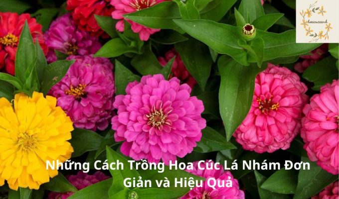 Những Cách Trồng Hoa Cúc Lá Nhám Đơn Giản và Hiệu Quả