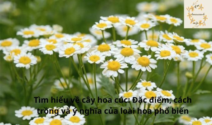 Tìm hiểu về cây hoa cúc: Đặc điểm, cách trồng và ý nghĩa của loài hoa phổ biến