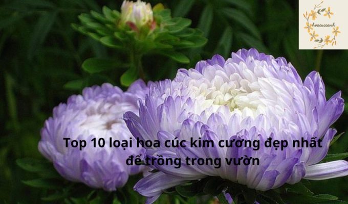 Top 10 loại hoa cúc kim cương đẹp nhất để trồng trong vườn