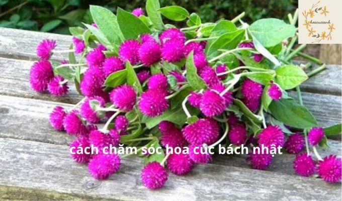 Cách chăm sóc cây hoa cúc bách nhật: Bí quyết nuôi dưỡng và bảo quản đẹp lâu