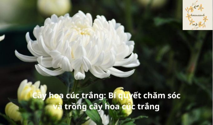 Cây hoa cúc trắng: Bí quyết chăm sóc và trồng cây hoa cúc trắng