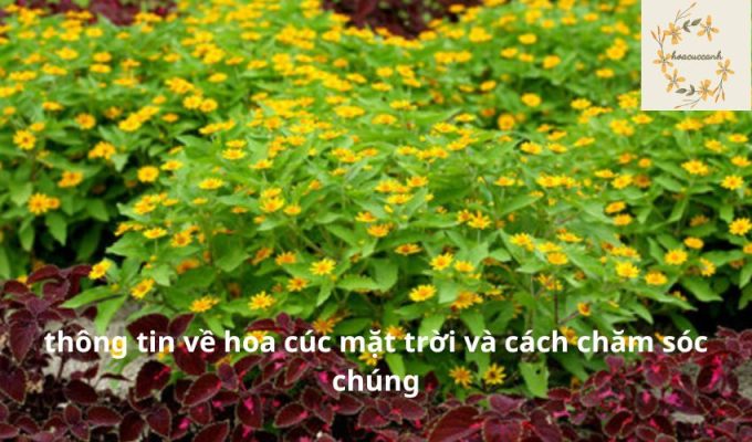 thông tin về hoa cúc mặt trời và cách chăm sóc chúng