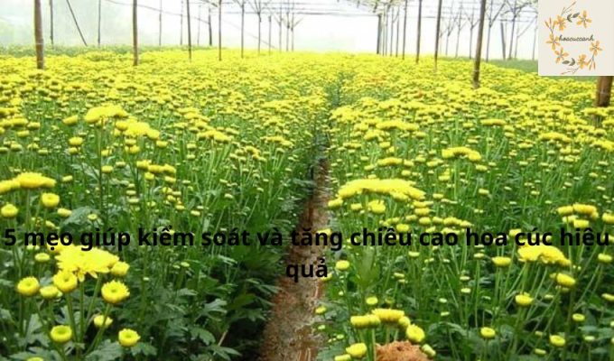 5 mẹo giúp kiểm soát và tăng chiều cao hoa cúc hiệu quả