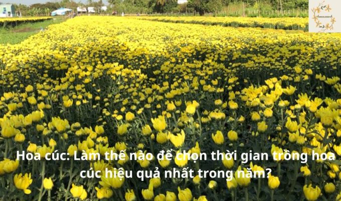 Hoa cúc: Làm thế nào để chọn thời gian trồng hoa cúc hiệu quả nhất trong năm?