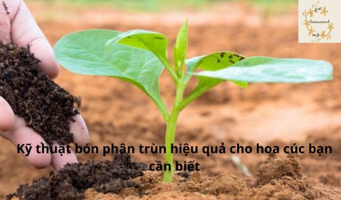 Kỹ thuật bón phân trùn hiệu quả cho hoa cúc bạn cần biết