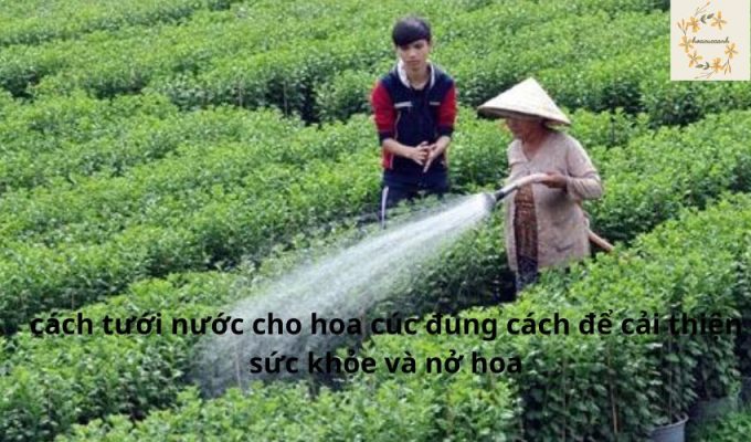 5 cách tưới nước cho hoa cúc đúng cách để cải thiện sức khỏe và nở hoa